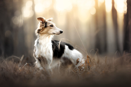 1755981 (a): :2048x1366